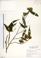 藏品(柳葉山茶)的圖片