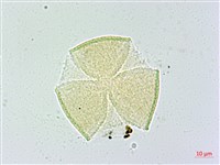 藏品(米碎柃木)的圖片