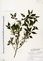 藏品(烏皮九芎、奮起湖野茉莉)的圖片