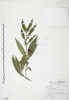 藏品(柚葉藤)的圖片