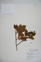 藏品(珊瑚樹)的圖片