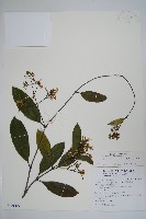 藏品(小錦蘭)的圖片