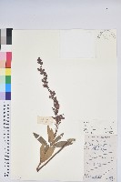 藏品(長萼馬醉木)的圖片