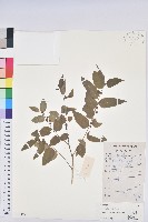 藏品(蒼白守宮木)的圖片