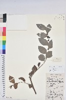 藏品(黑面神)的圖片