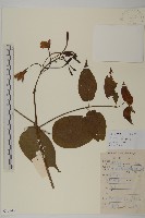 藏品(使君子)的圖片