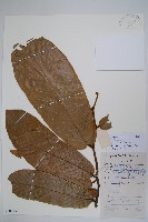 藏品(山椒子)的圖片