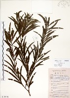 藏品(相思樹)的圖片