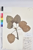 藏品(黃桐)的圖片