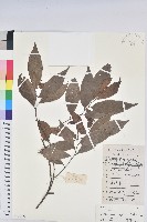 藏品(日本五月茶、南投五月茶)的圖片