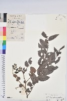 藏品(毛果算盤子)的圖片