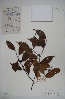 藏品(臺灣糊樗)的圖片