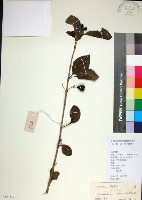 藏品(苦林盤)的圖片