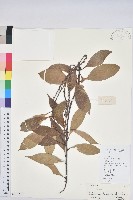 藏品(橿葉柯)的圖片