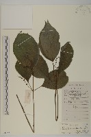 藏品(及己)的圖片