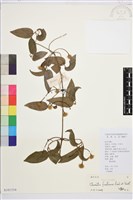 藏品(山木通)的圖片