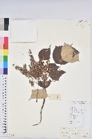 藏品(白匏子)的圖片