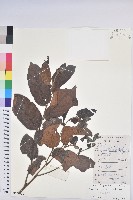 藏品(赤血仔、厚葉算盤子)的圖片