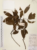 藏品(黃杞)的圖片