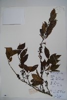 藏品(海南冬青)的圖片