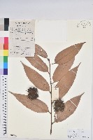 藏品(華南栲)的圖片