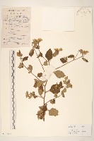 藏品(嶺南野菊)的圖片