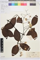 藏品(厚葉鐵線蓮)的圖片