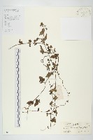 藏品(卵葉菜欒藤)的圖片