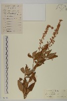 藏品(江南山柳)的圖片