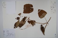 藏品(刺瓜)的圖片