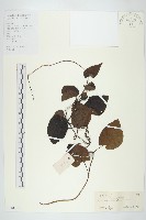 藏品(毛姬旋花)的圖片