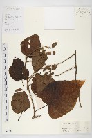 藏品(頭花銀背藤)的圖片