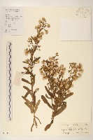 藏品(六角草)的圖片