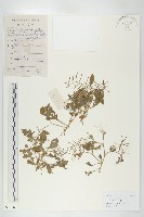 藏品(葶藶)的圖片