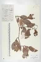 藏品(錫葉藤)的圖片