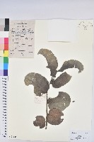 藏品(赤血仔、厚葉算盤子)的圖片