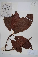 藏品(水東哥)的圖片