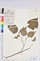 藏品(紅背山麻桿)的圖片