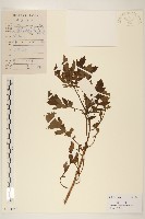 藏品(飛機草)的圖片