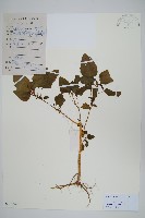 藏品(野莧菜)的圖片