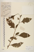 藏品(野茼蒿)的圖片