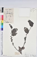 藏品(錫蘭饅頭果，香港饅頭果，大葉饅頭果，香港算盤子)的圖片