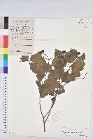 藏品(烏臼)的圖片