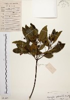 藏品(降真香)的圖片