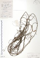 藏品(無根草)的圖片