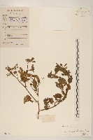 藏品(鵝不食草)的圖片