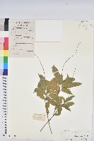 藏品(毛果巴豆)的圖片