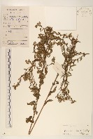 藏品(雞兒腸)的圖片