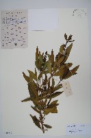 藏品(尖尾鳳)的圖片