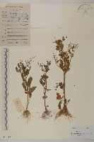 藏品(魚眼菊)的圖片